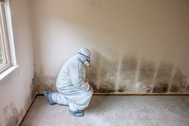 Best Commercial Mold Inspection  in Coachella, CA